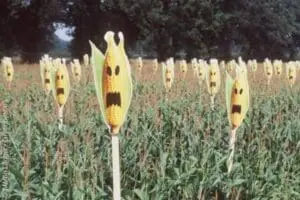 Corn stalks with carved jack-o'-lantern faces in a field
