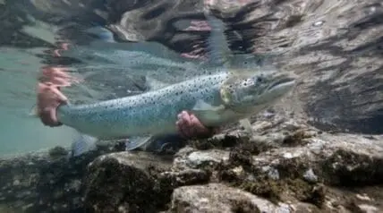Underwater view of a salmon swimming near rocky riverbed