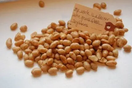 Pile of soybeans with handwritten label about GMO and Monsanto