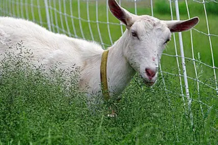 goats