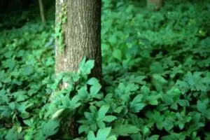 goldenseal