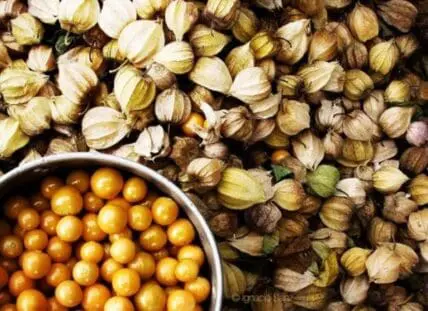 Fresh goldenberries in a bowl surrounded by physalis husks