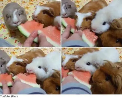 Four guinea pigs eating watermelon slices together
