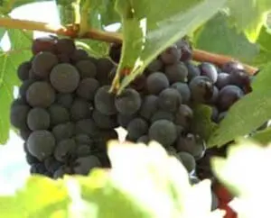 Dark purple grapes hanging on the vine with green foliage