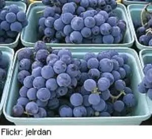 Purple grapes in green cardboard containers at a farmer's market