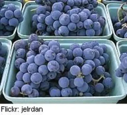 Purple grapes in green cardboard containers at a farmer's market