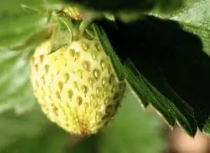 Unripe green strawberry hanging on plant with leaves