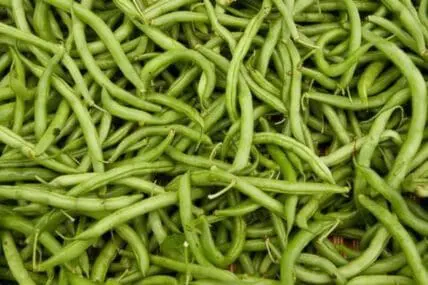 Fresh green beans piled together