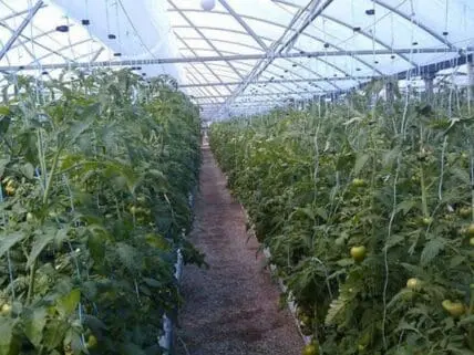 Interior of a greenhouse with rows of tomato plants growing under transparent roof panels