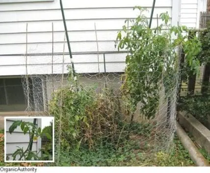 Overgrown tomato plants in wire cage against house with white siding