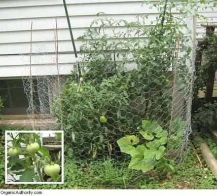 Tomato plants growing inside a wire mesh cage against a white house, with inset detail of green