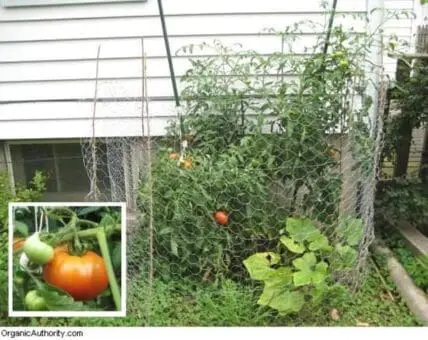 Tomato plants growing in wire enclosure with ripe and unripe tomatoes visible