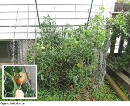 Tomato plants growing on chicken wire trellis in garden with inset close-up of ripening tomato