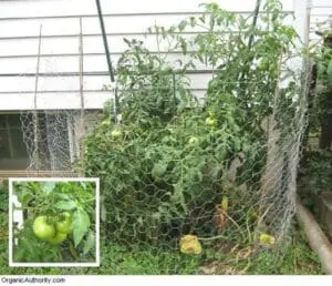 Tomato plants growing in wire cage with green and ripening fruit, inset shows close-up of green