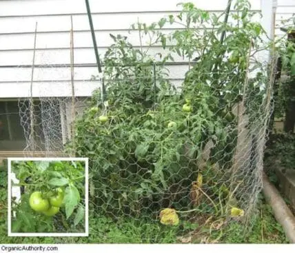 Tomato plants growing in wire cage with green and ripening fruit, inset shows close-up of green