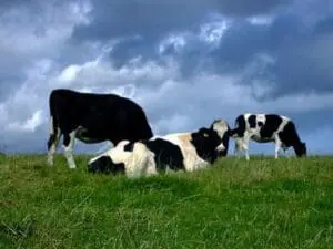 Black and white dairy cows grazing in a pasture under a cloudy sky