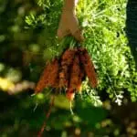 Harvest