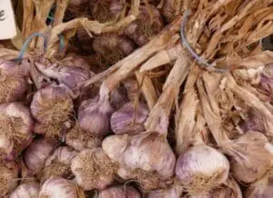 Freshly harvested garlic bulbs with dried stems bundled together