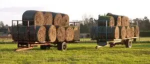 Two hay wagons loaded with round bales in a farm field