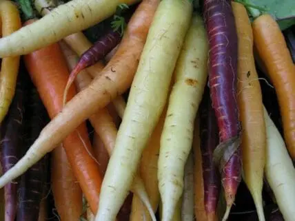 heirloom carrots