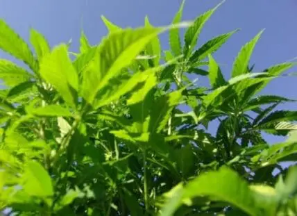 Bright green hemp plant leaves backlit by sunlight against blue sky