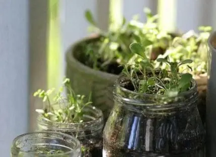 Seedling herbs growing in clear glass mason jars with soil