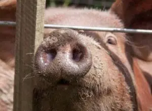 Close-up of a pig's snout and face against a fence