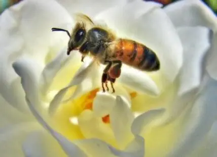 Honeybee collecting pollen from a white flower