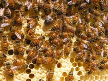 Honeybees clustered on a honeycomb with stored honey and pollen