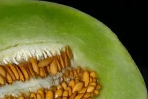 Cross-section of a honeydew melon showing green flesh and golden seeds