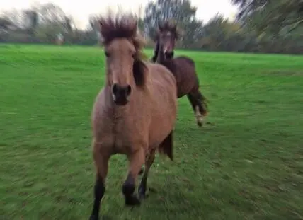 Two brown horses running through a grassy field