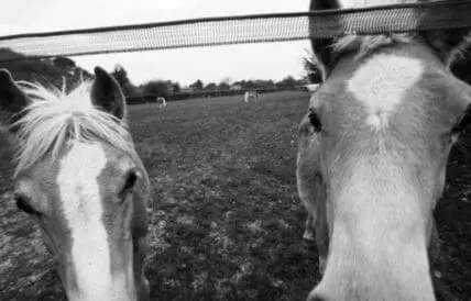 Two horses standing in a pasture near a fence