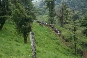 Group of hikers trekking along a mountainside trail through lush green forest