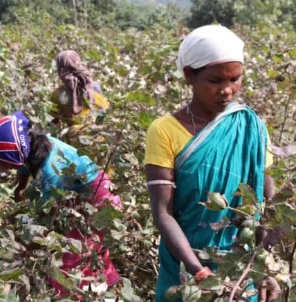 Woman harvesting cotton in a field with other workers visible in the background