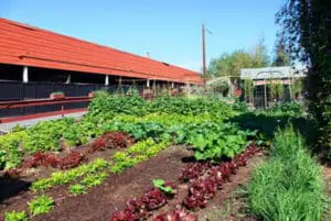 How to Design a Community Garden for More Than Food