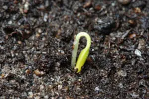 Young seedling sprouting from dark soil