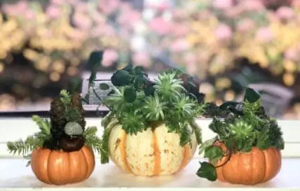 DIY Mini-Pumpkin Succulent Gardens