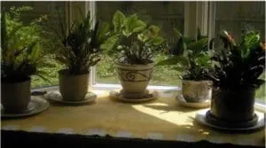 Potted herbs and plants arranged on a windowsill in natural sunlight