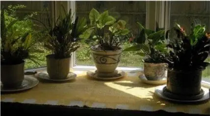 Potted herbs and plants arranged on a windowsill in natural sunlight