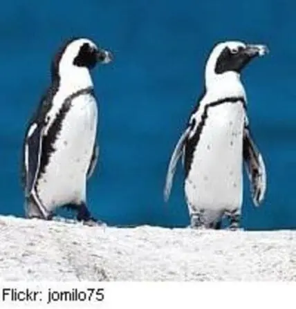 Two African penguin chicks standing on sand against a blue background