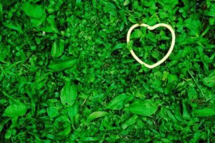 White heart outline on green grass and leaves