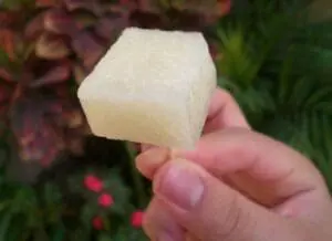 Hand holding a white cube of jicama root vegetable outdoors