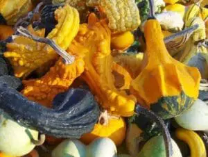 Colorful winter squash and gourds including yellow, orange, and white varieties with stems