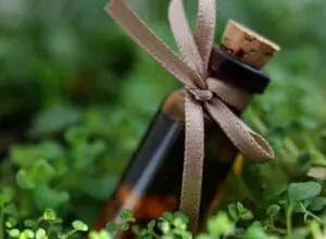 Small dark glass bottle with cork and beige ribbon bow on moss and green foliage