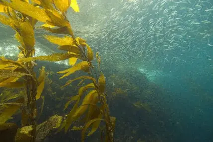 There are lots of seaweed and kelp recipes out there.