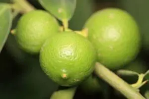Fresh green key limes growing on branch with leaves