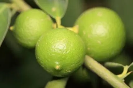 Fresh green key limes growing on branch with leaves