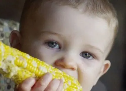 Toddler eating corn on the cob