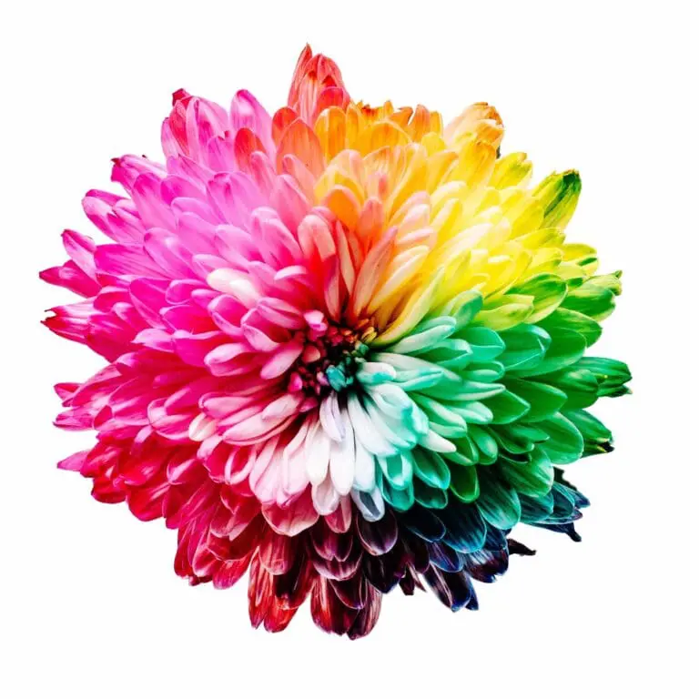 Image of rainbow colored chrysanthemum on plain white background. Kirtan also opens up the heart chakra, called the Anahata chakra, located at the center of the chest. Gorgeous photo of multicolored flower.
