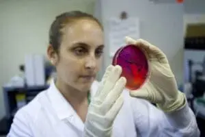 Laboratory technician examining a petri dish with bacterial culture in a research setting